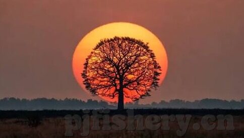 果冻传媒 七夕-七夕与果冻传媒，传统与现代的浪漫邂逅