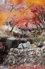 日本一区二区在线播放-探索日本影视文化的独特视角，一区二区的在线播放现象